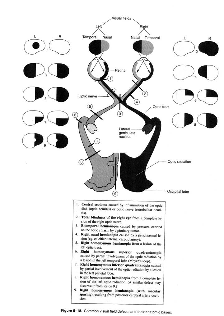 Description: Description: http://www.lfhk.cuni.cz/patfyz/Intranet/Figures/84/5.18.jpg