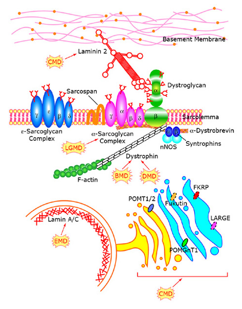 Description: http://www.sanger.ac.uk/research/projects/vertebratedevelopment/gfx/vertebratedevelopment_dgc2.jpg
