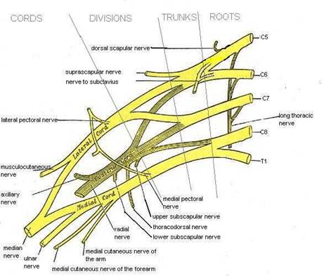 Description: http://www.freewebs.com/wbpic/Brachial_plexus.jpg